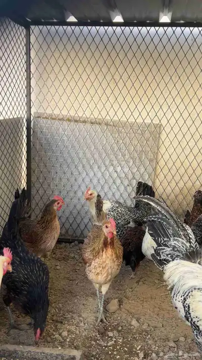 دجاج للبيع index