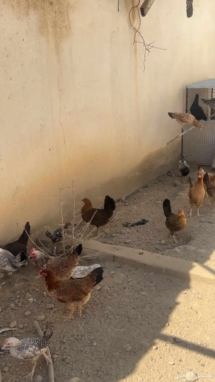 دجاج للبيع 0