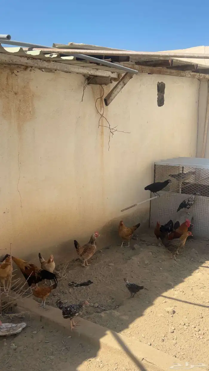 دجاج للبيع 1