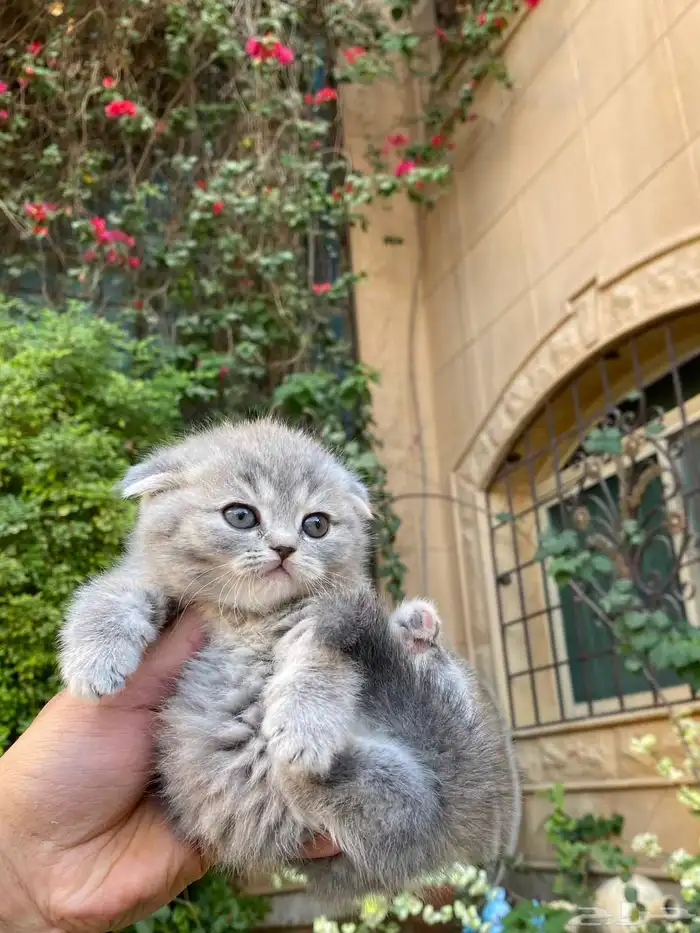 سكوتش فولد مطعمين الوان مميزة للبيع ولايوجد تبني 4