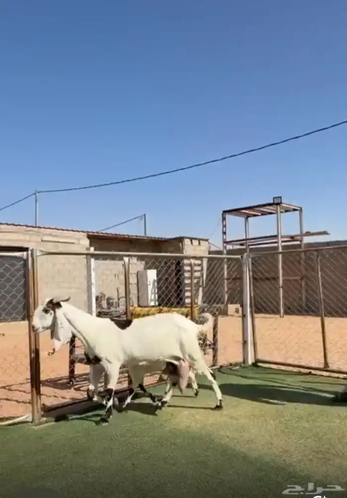 عنز مشروووكه والد وحليب وافر 0