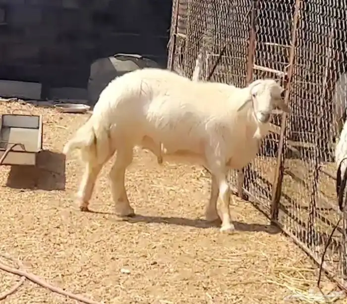 فحل اصفر ثني 0