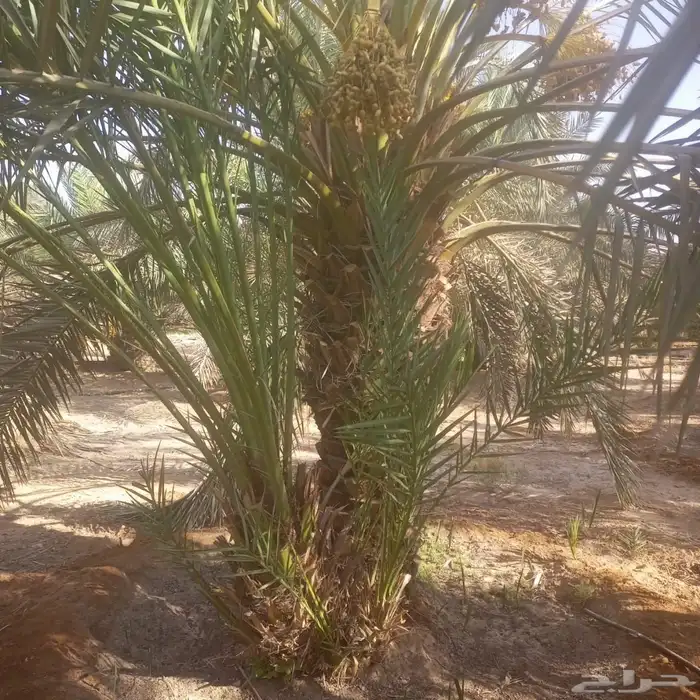 فسايل نخيل حوشانه للبيع 2