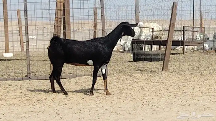 عنز دفيع على الشرط 1