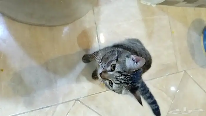 للتبني قطط اليفه عمرها 8 شهور 7