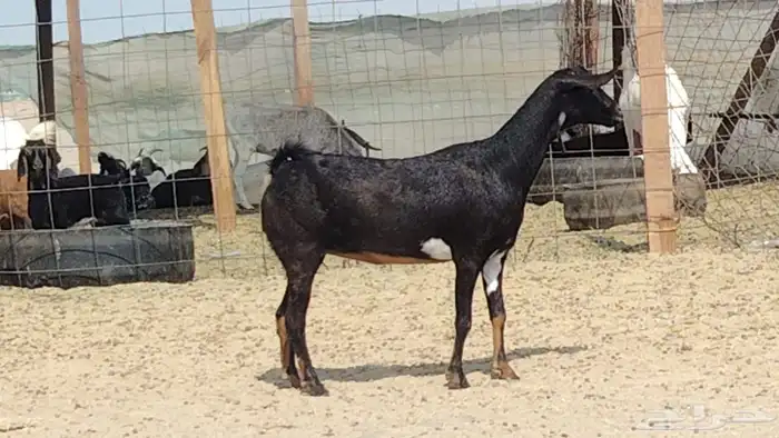 عنز دفيع على الشرط 2