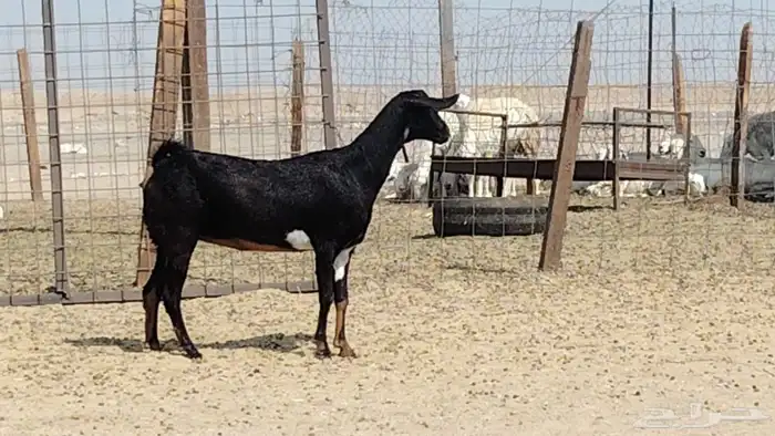 عنز دفيع على الشرط 4