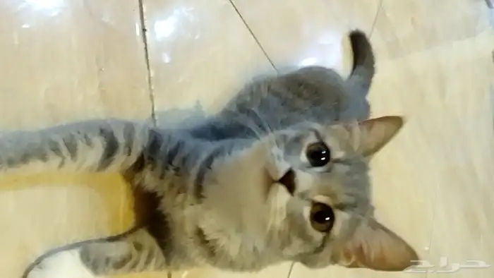 للتبني قطط اليفه عمرها 8 شهور 6