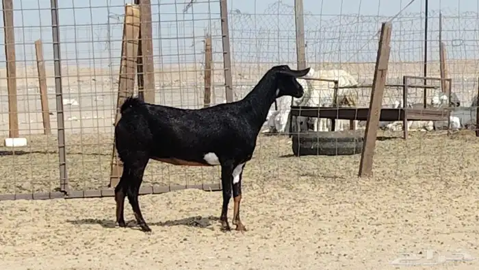 عنز دفيع على الشرط 3