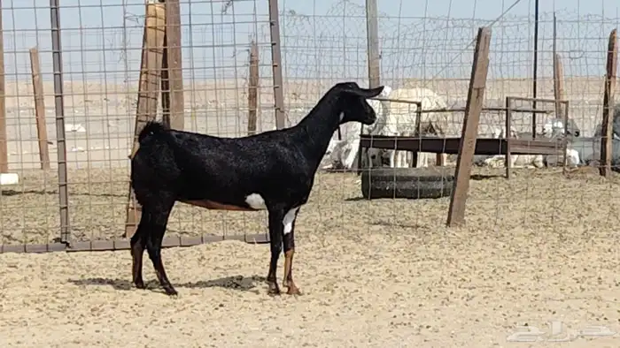 عنز دفيع على الشرط 0