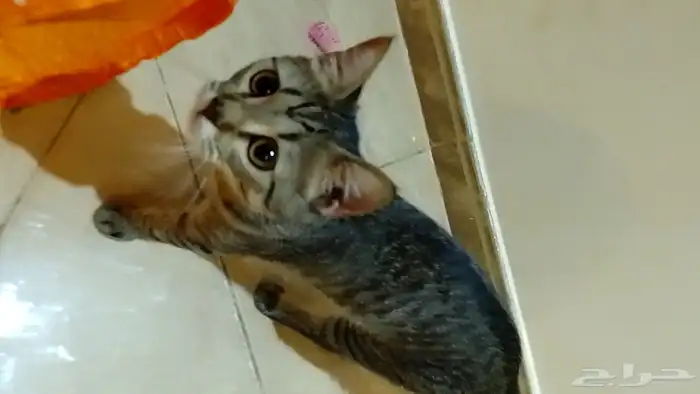 للتبني قطط اليفه عمرها 8 شهور 5