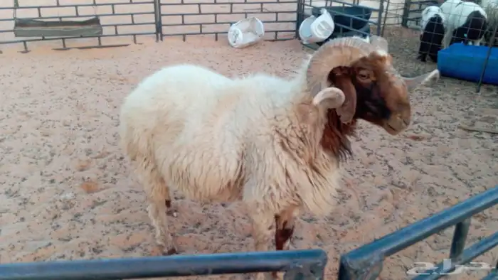 فحل نعيمي شرط القريع 0