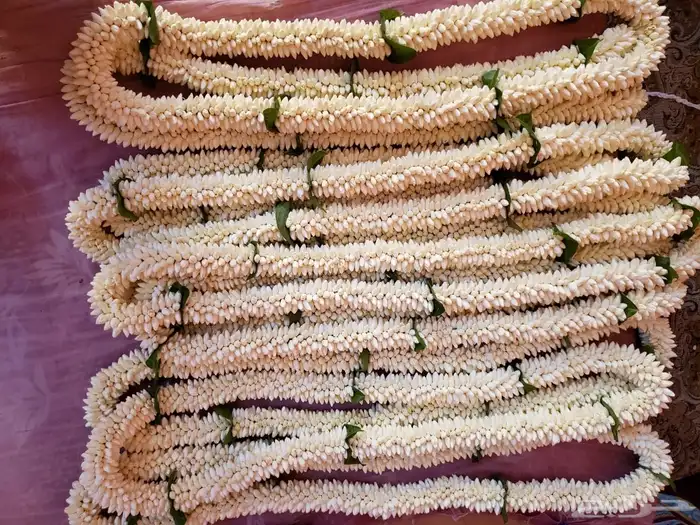 فل أشكال وأنواع 4