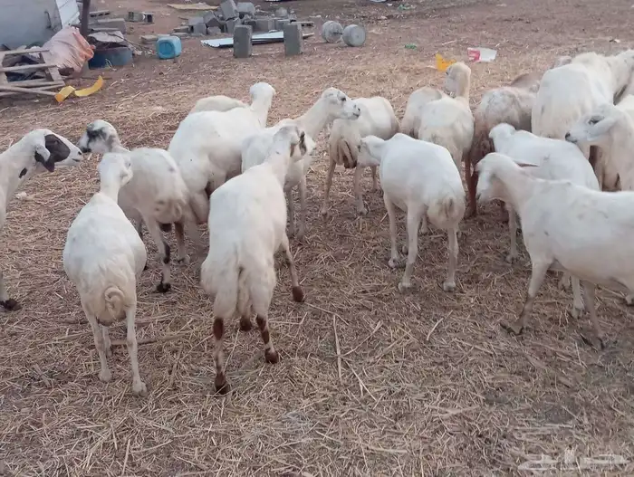 يوجد لدينا ضان رفيديات للبيع العدد 100راس دوافع مضاريع قرايب 1