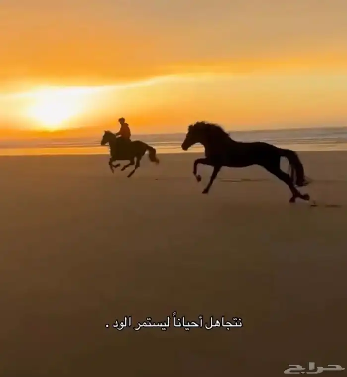 مطلوب مدرب خيل الجمال و شو 0