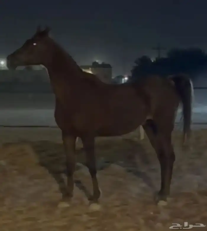 فرس واهوا اوراقها جاهزه للنقل البيع سمح 1500 0