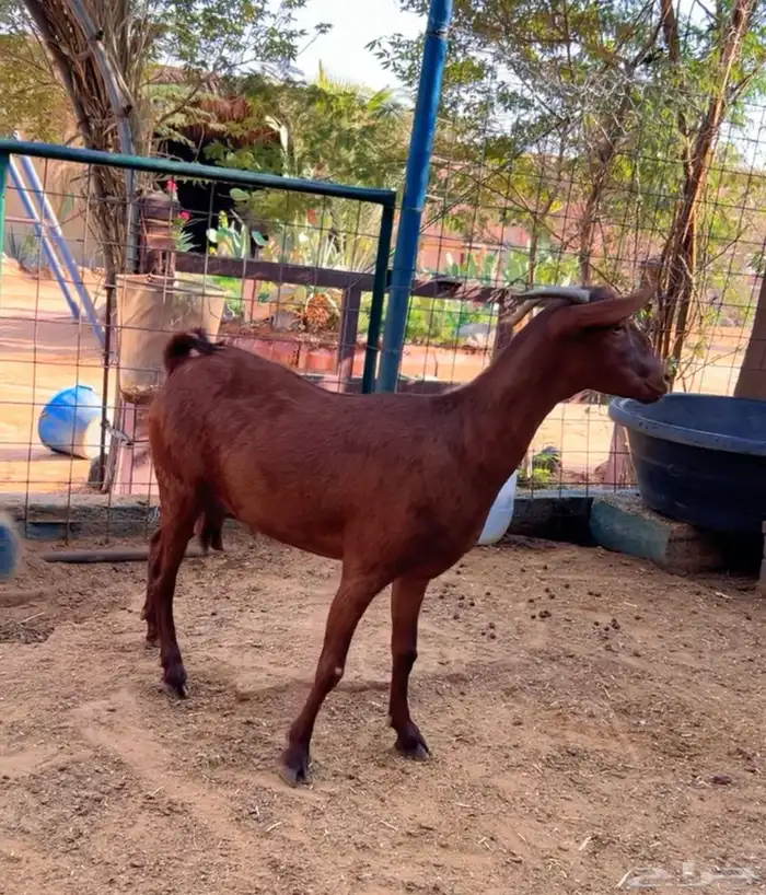 عنز جنوبيه محايليه طيب رباع تسدس 4