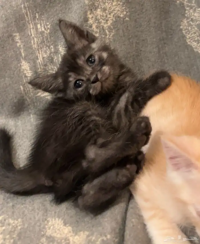 كتن شيرازي للبيع مو التبني 5