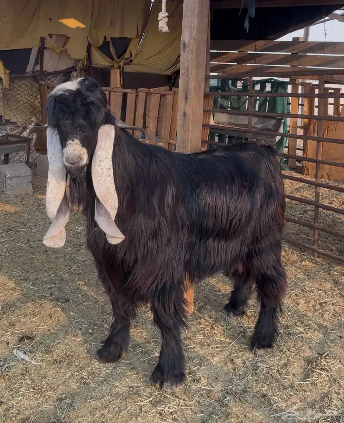 تيس عارضي فحل معرف توه مشلع ثني 0