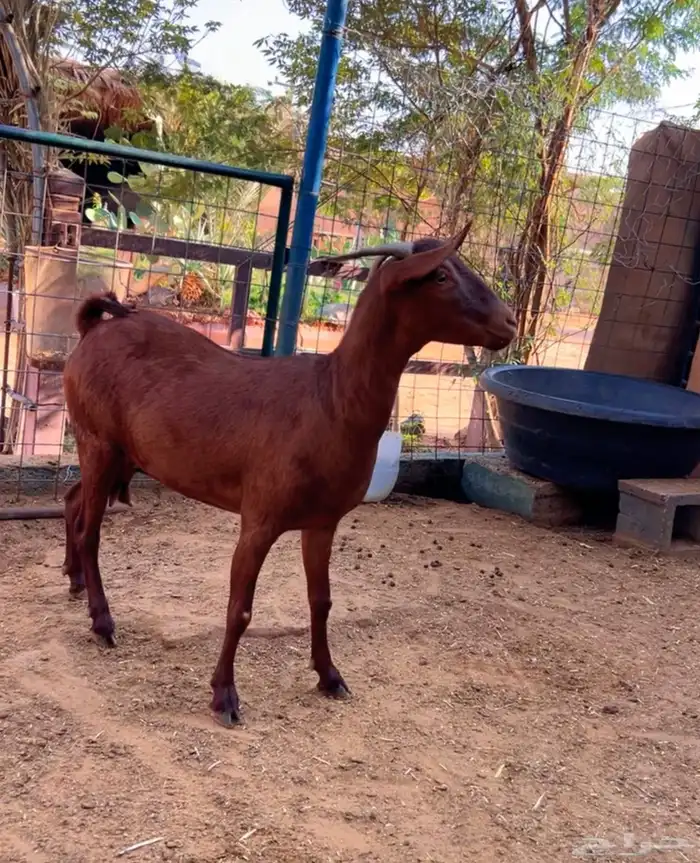 عنز جنوبيه محايليه طيب رباع تسدس 1