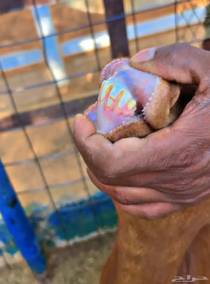 عنز جنوبيه محايليه طيب رباع تسدس 5