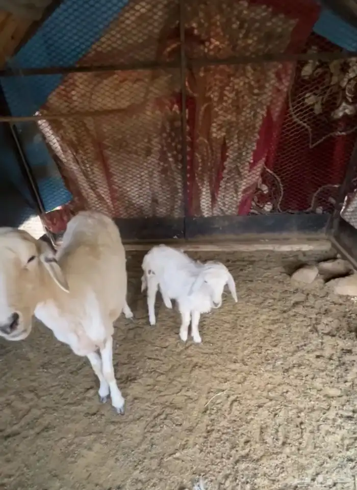 شاه تحتها رخل سنها جامع سليمه من جميع الامراض شرط 1