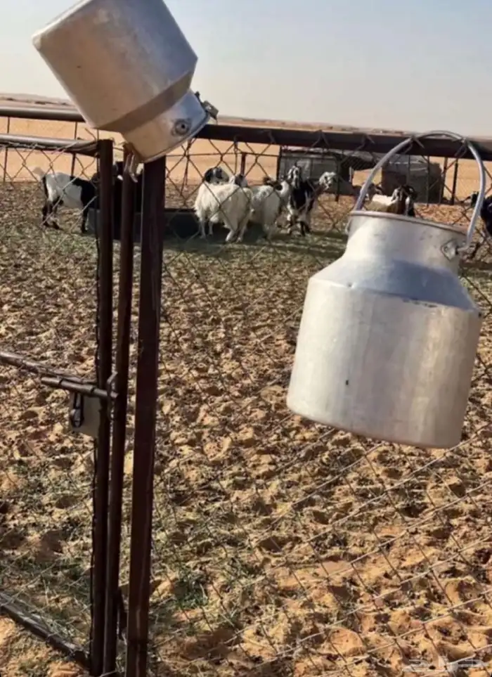 منتجات البان وسمن غنم صافي من العكة 0