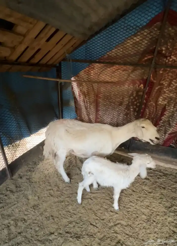 شاه تحتها رخل سنها جامع سليمه من جميع الامراض شرط 0