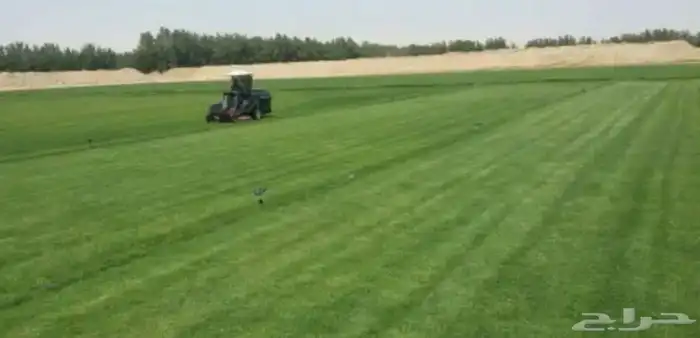 للبيع نجيله خضراء عشب اخضر طبيعي 2