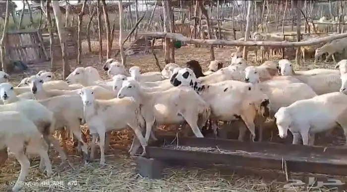 رخال رفيدي من 600 ريال 1