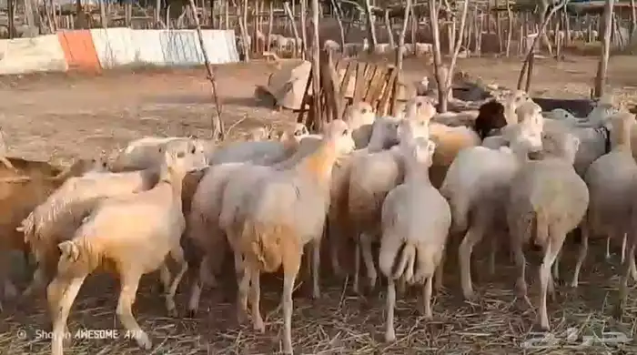 رخال رفيدي من 600 ريال 0