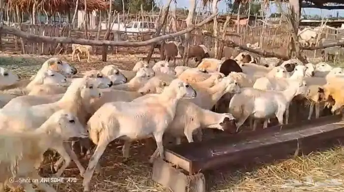 رخال رفيدي من 600 ريال 2