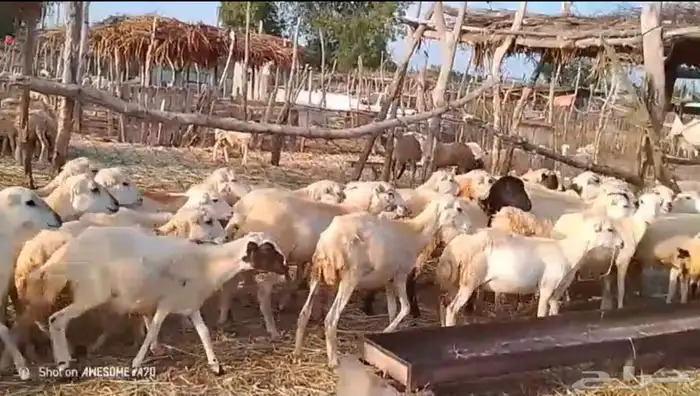 رخال رفيدي من 600 ريال 3