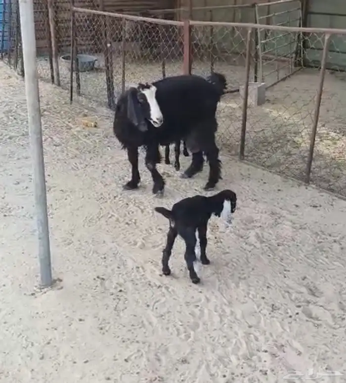 للبيع عنز رغوث حدرها جفرتين 0