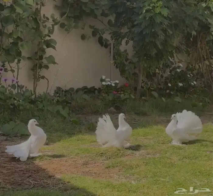 رقاصي هندي درجة الاولى .. 0