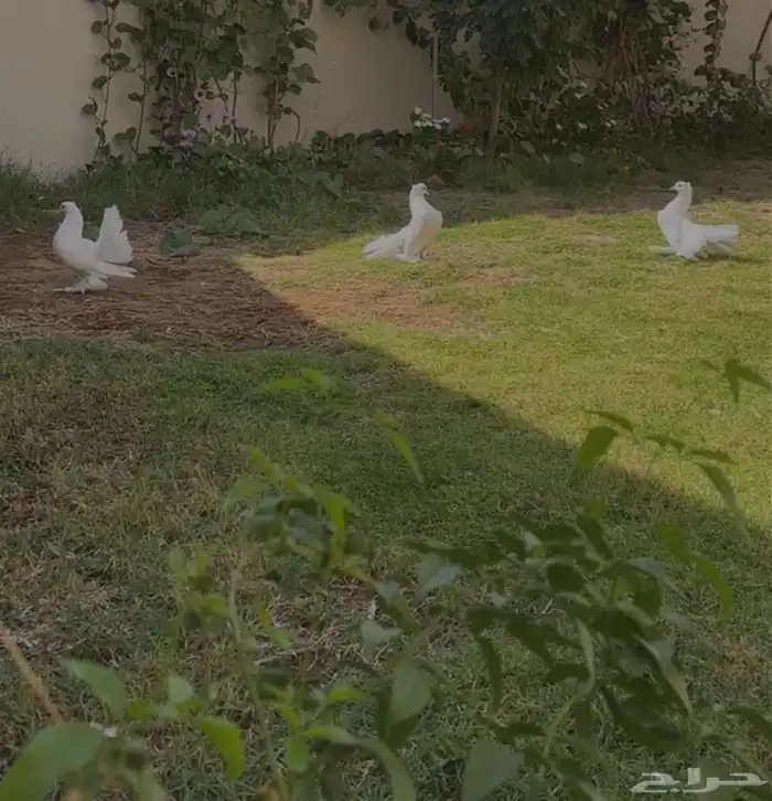 رقاصي هندي درجة الاولى .. 1