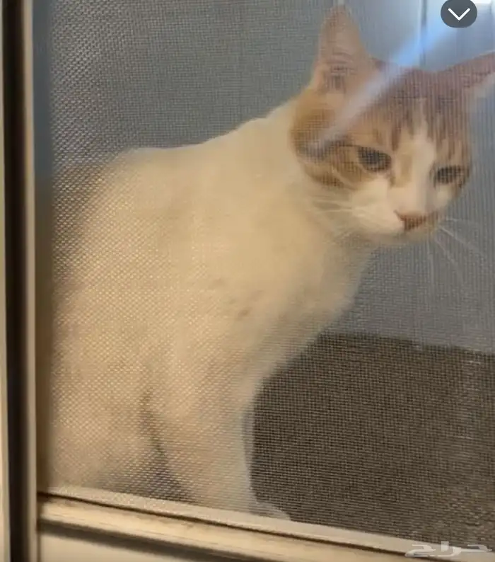 قط ضائع في حي الورود 0