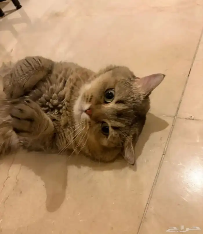 بسة سكوتش بيور للبيع مستعجل على السوم 0