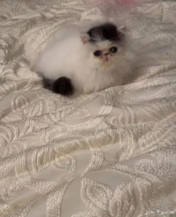 بيرشن فان بيكي فيس للبيع 1