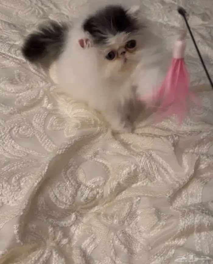 بيرشن فان بيكي فيس للبيع 0