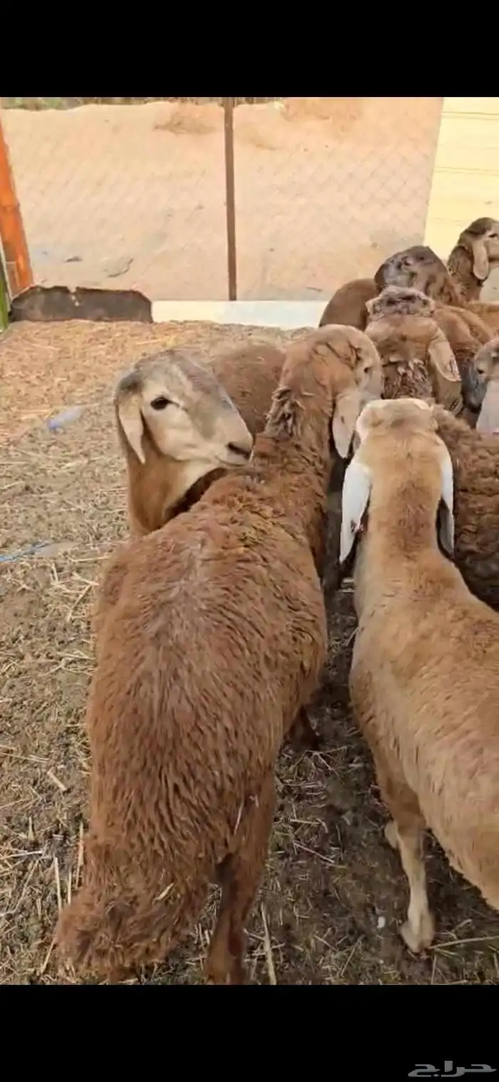 طليان سواكن حمريات 0