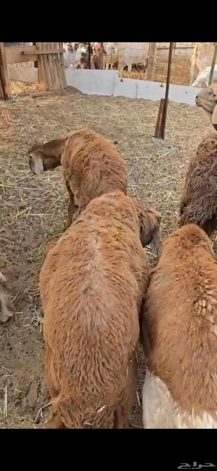 طليان سواكن حمريات 6