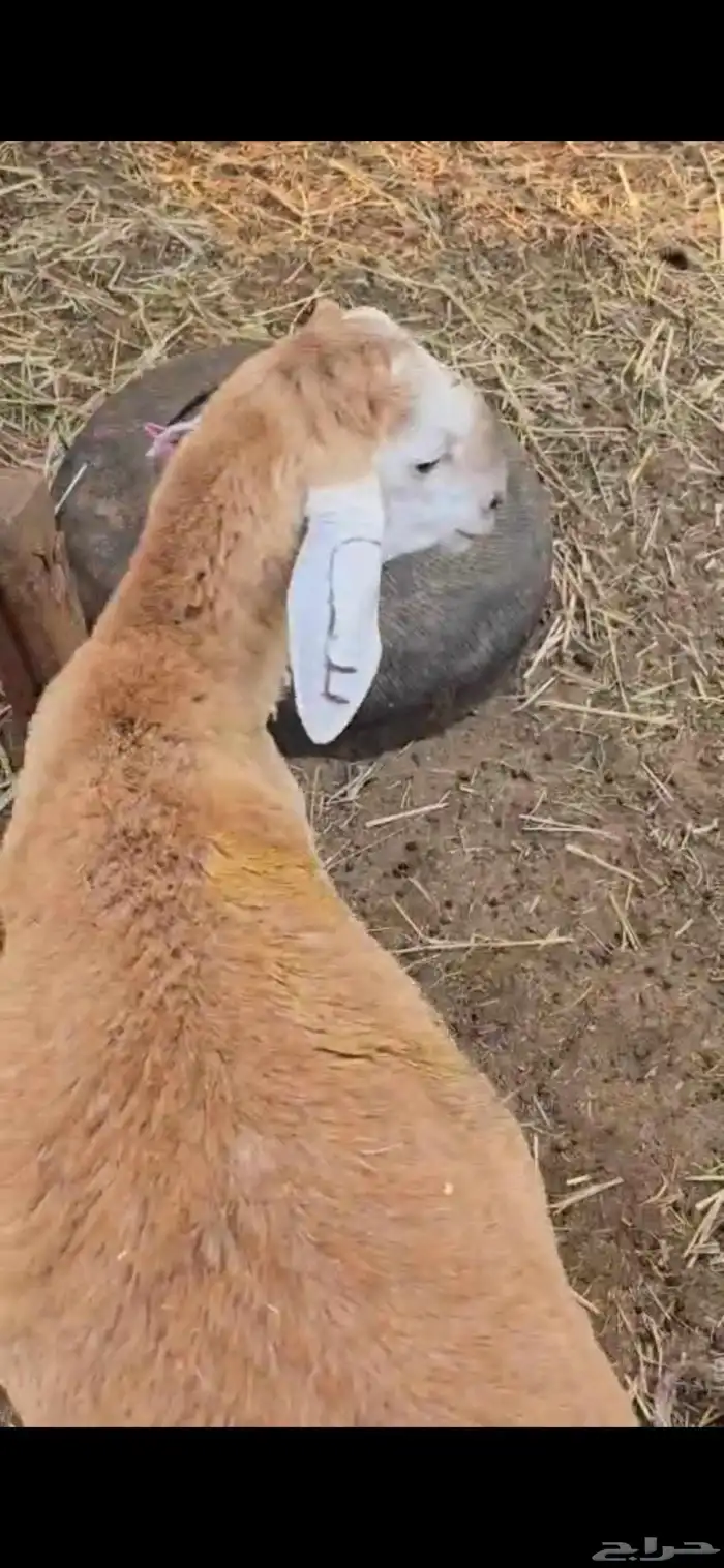 طليان سواكن حمريات 7