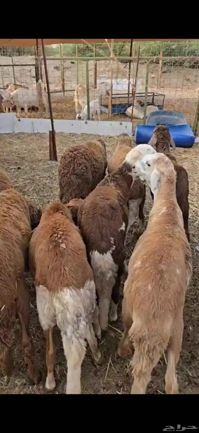 طليان سواكن حمريات 4