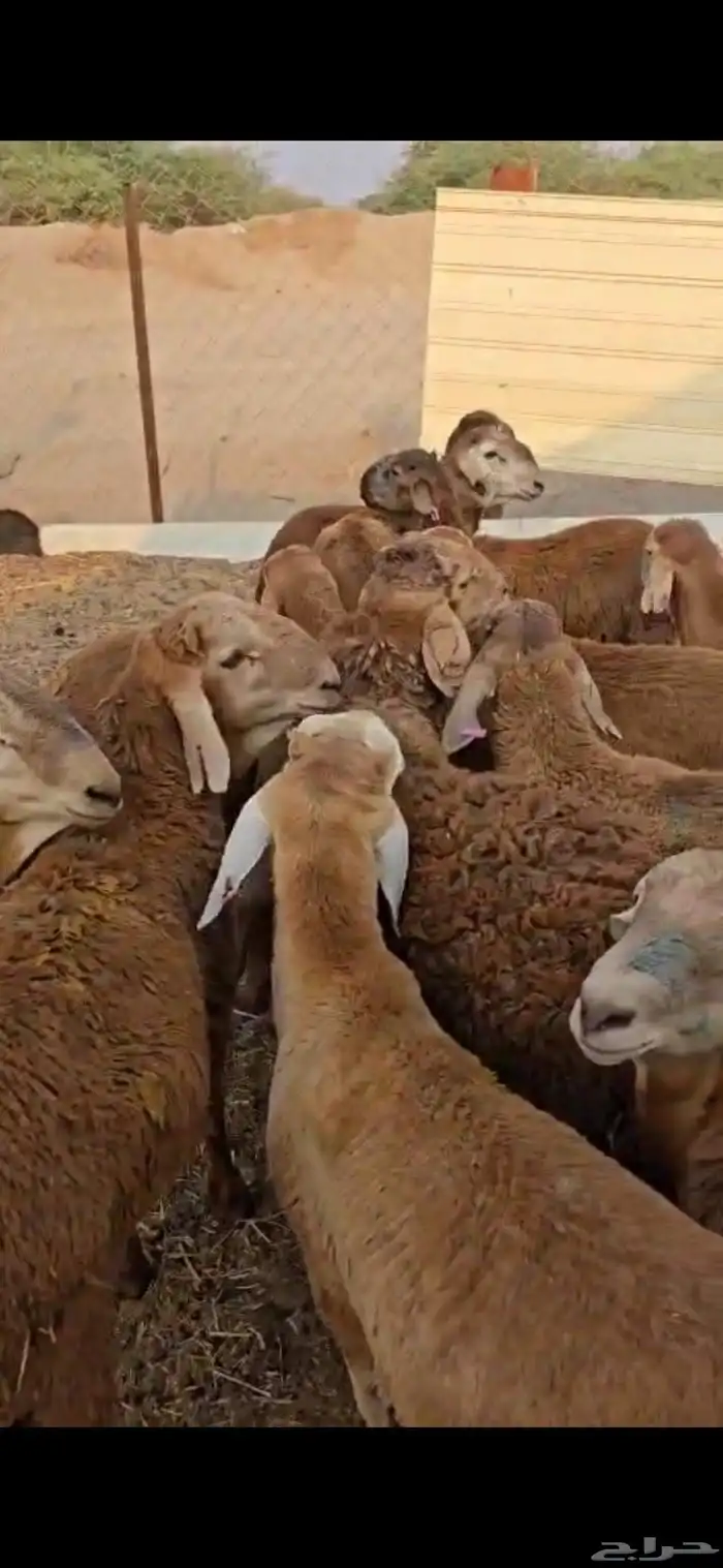 طليان سواكن حمريات 5