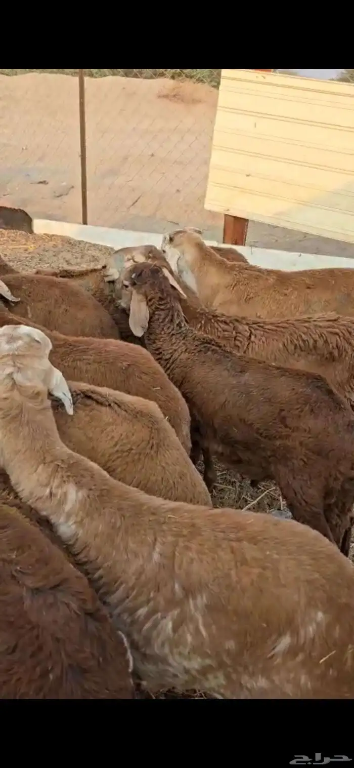 طليان سواكن حمريات 3