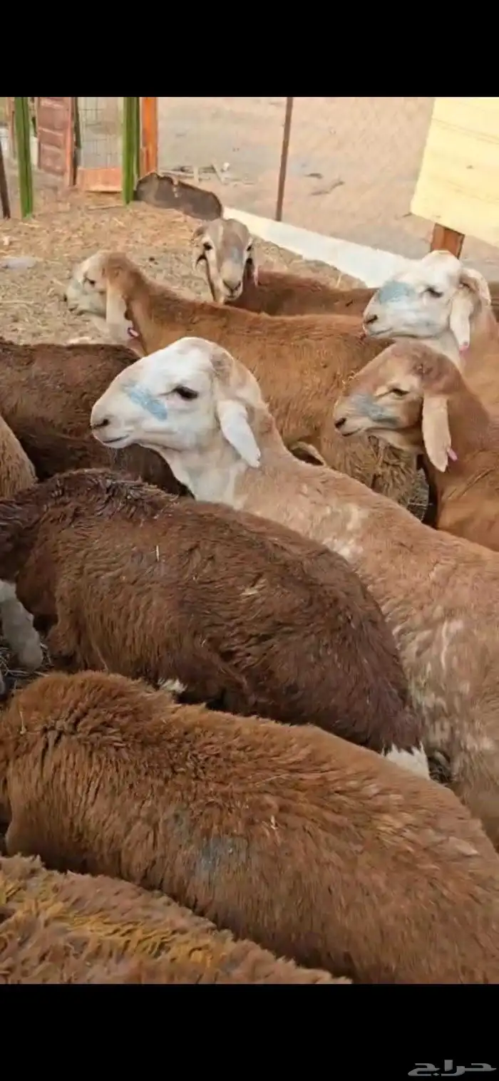 طليان سواكن حمريات 8