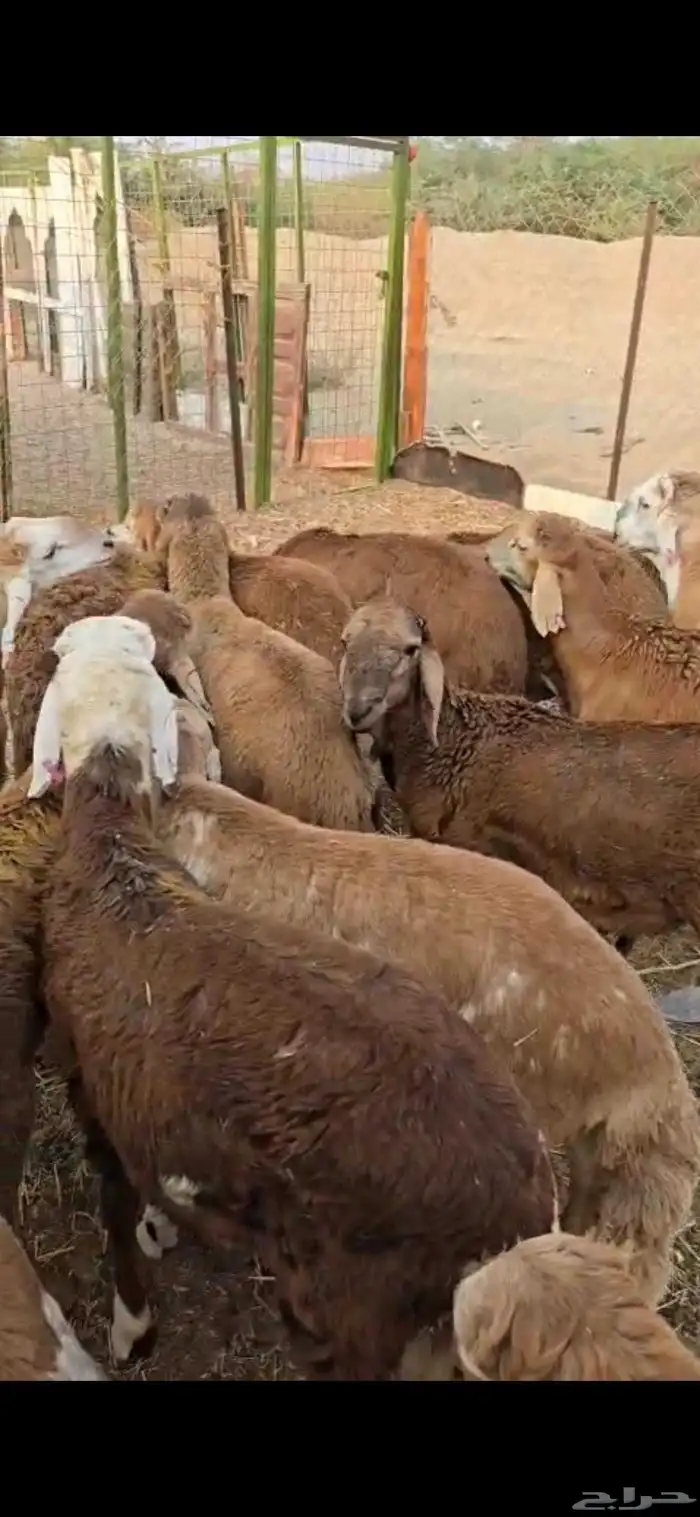 طليان سواكن حمريات 1