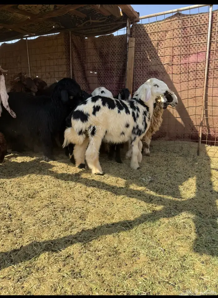 خرفان و رخال 5