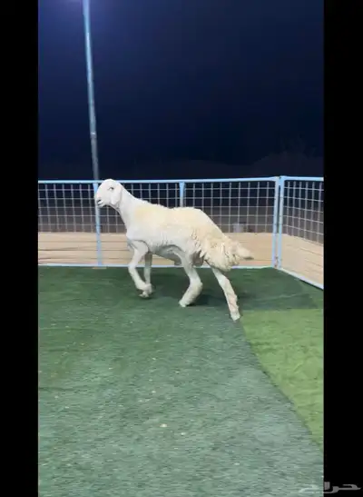 جذع حري صنف مشروط index